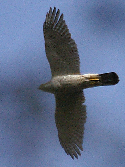 Goshawk by Tony Bates