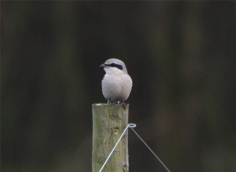 Great Grey Shrike by Dave Mansell