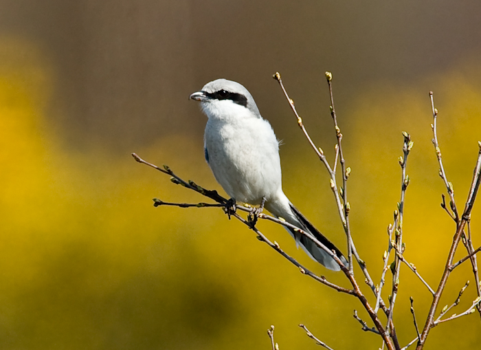 Great Grey Shrike by John Miller www.kellingnaturegallery.fotopic.net