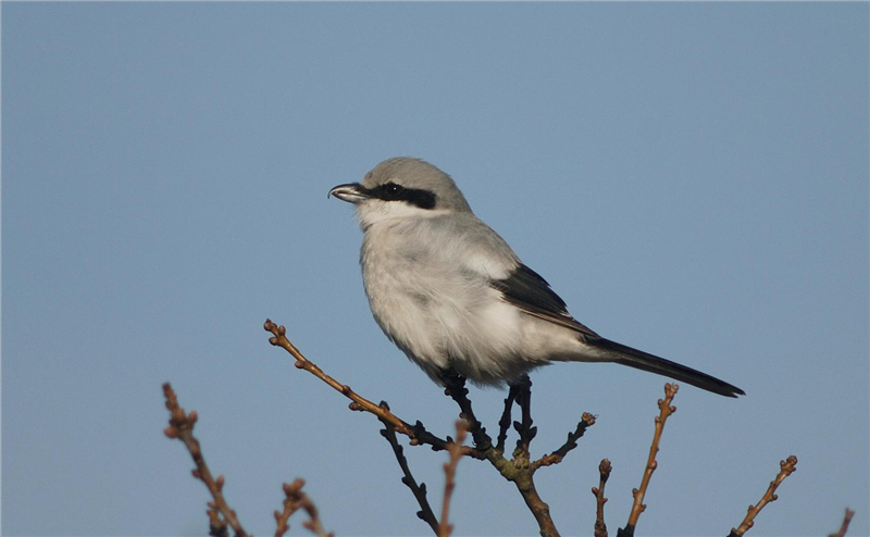 Great Grey Shrike by Julian Bhalerao