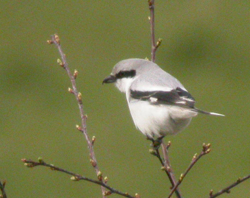 Great Grey Shrike by Will Soar