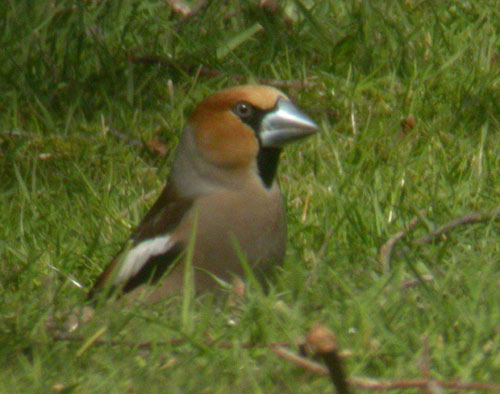 Hawfinch by Will Soar