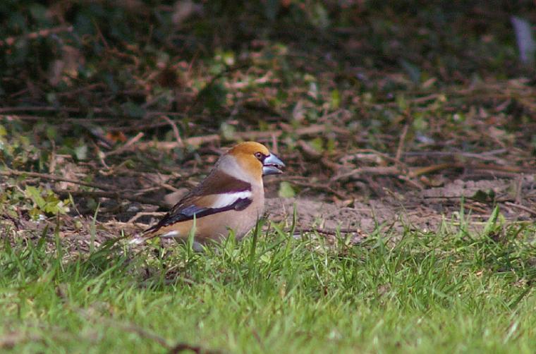 Hawfinch by Dave Curtis