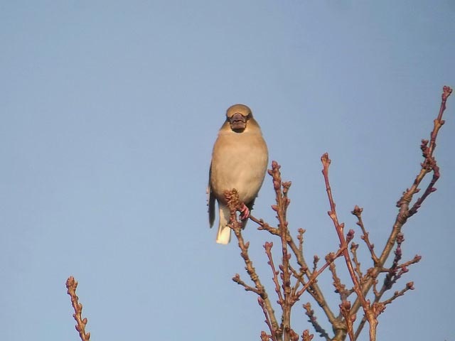 Hawfinch by Rob Lee