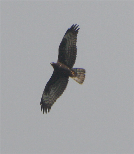 Honey Buzzard by Dave Mansell