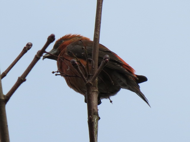 Common Crossbill by Stuart White