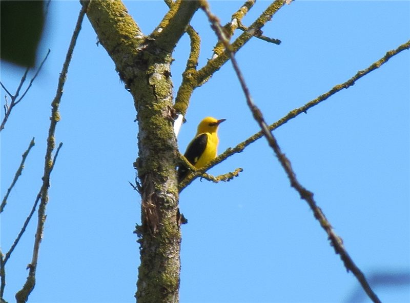 Golden Oriole by Stuart White