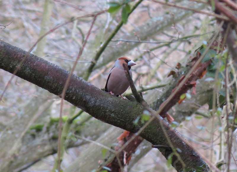 Hawfinch