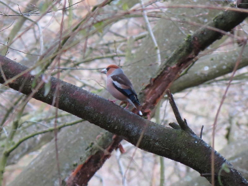 Hawfinch