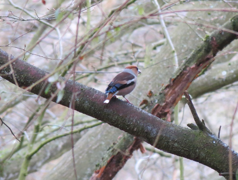 Hawfinch