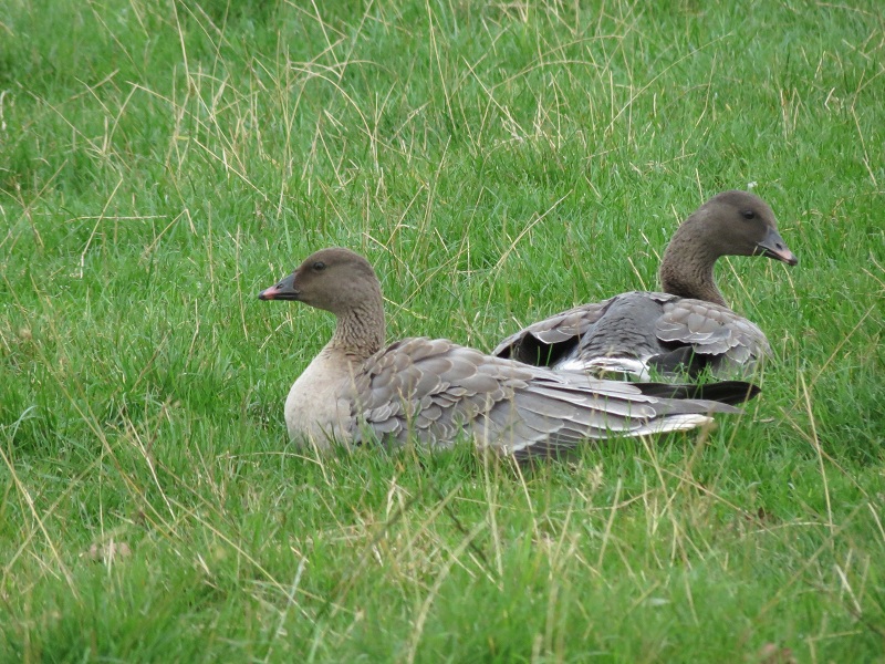 Pink-footed Goose by Stuart White