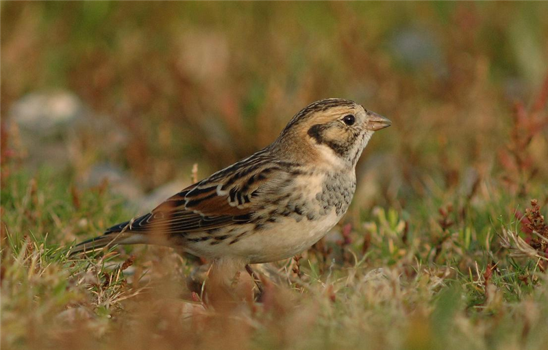 Lapland Bunting by Julian Bhalerao