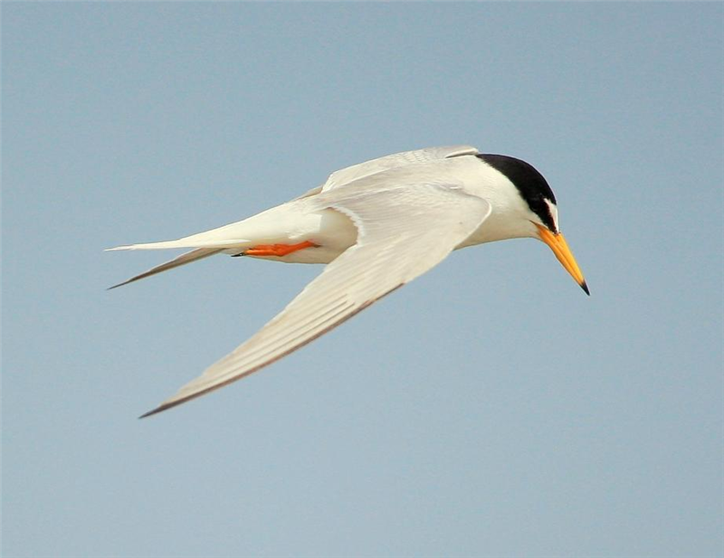 Little Tern by John Betts