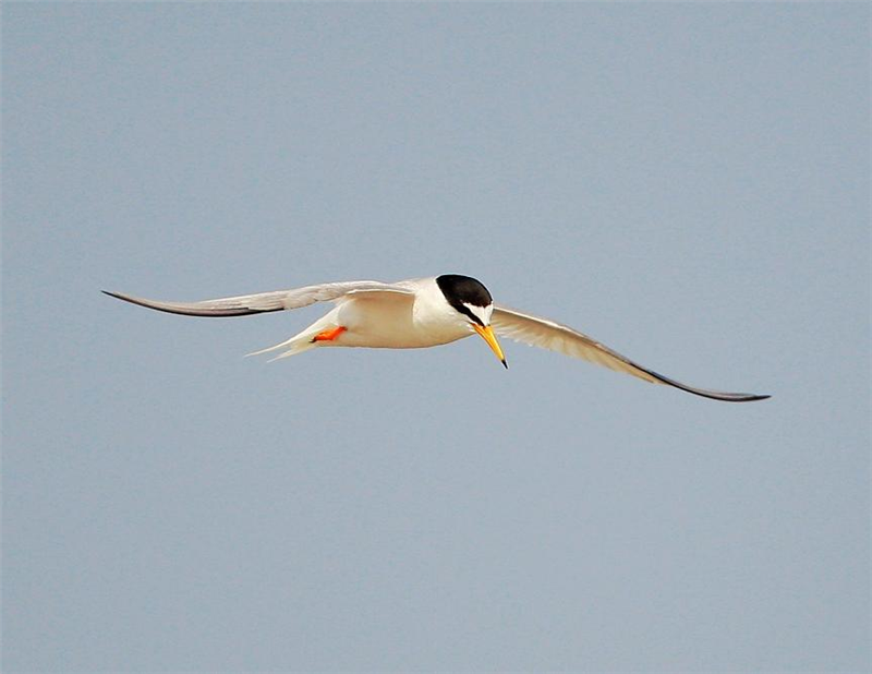 Little Tern by John Betts