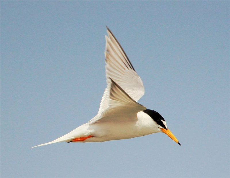 Little Tern by John Betts