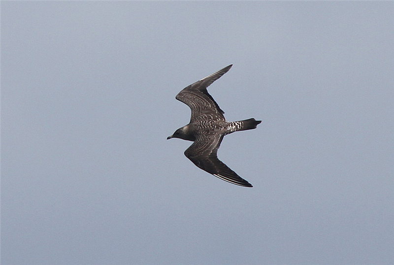 Long-tailed Skua by Brian Field