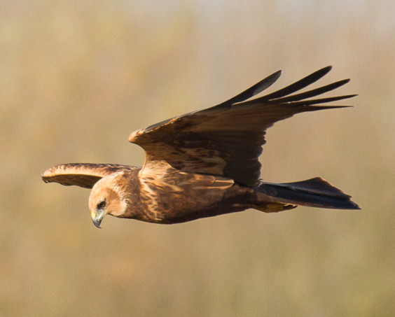 Marsh Harrier by Clive Keable