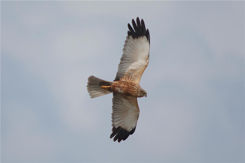 Marsh Harrier by Julian Bhalerao