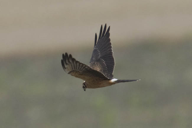 Montagu's Harrier by Steve Gantlett www.birdingworld.co.uk / www.sgbirdandwildlifephotos.co.uk