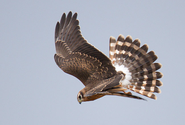 Montagu's Harrier by Steve Gantlett www.birdingworld.co.uk / www.sgbirdandwildlifephotos.co.uk