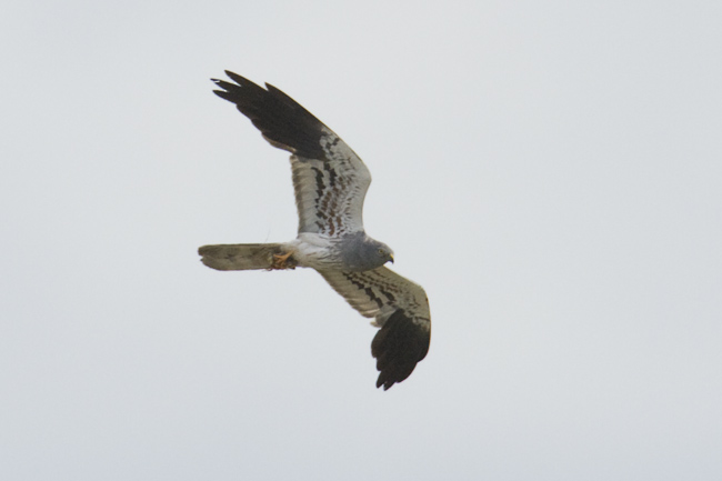 Montagu's Harrier by Steve Gantlett www.birdingworld.co.uk / www.sgbirdandwildlifephotos.co.uk