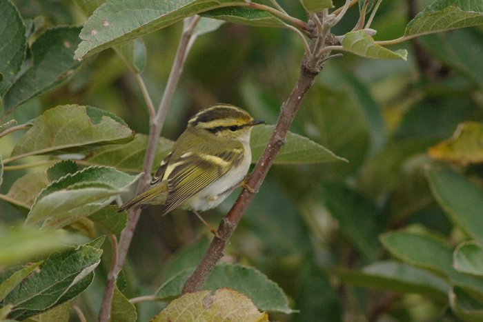 Pallas's Warbler by Julian Bhalerao