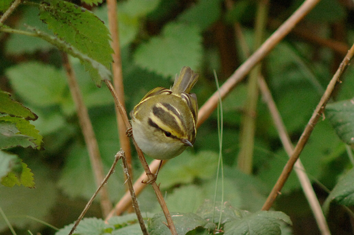 Pallas's Warbler by Julian Bhalerao