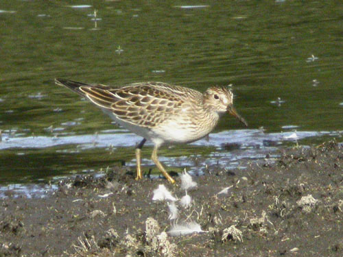 Pectoral Sandpiper by Will Soar