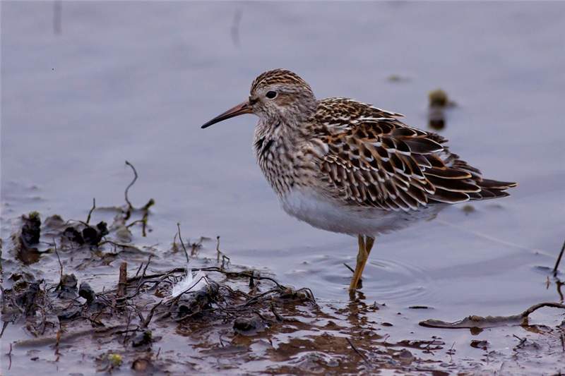 Pectoral Sandpiper by Will Soar