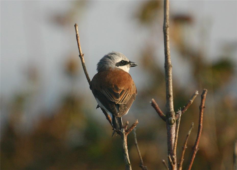 Red-backed Shrike by Dave Mansell