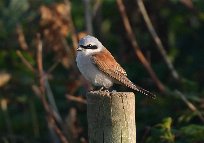 Red-backed Shrike by Dave Mansell