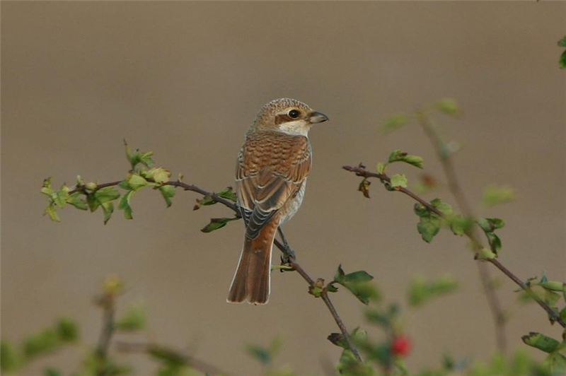 Red-backed Shrike by Dave Mansell