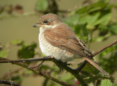 Red-backed Shrike by Will Soar