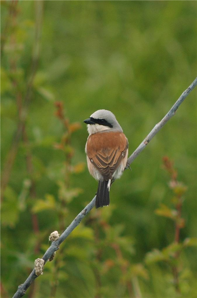 Red-backed Shrike by Julian Bhalerao