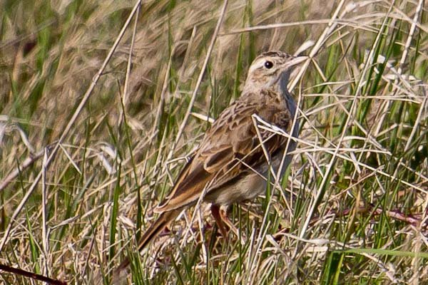 Richards Pipit by John Miller www.kellingnaturegallery.fotopic.net