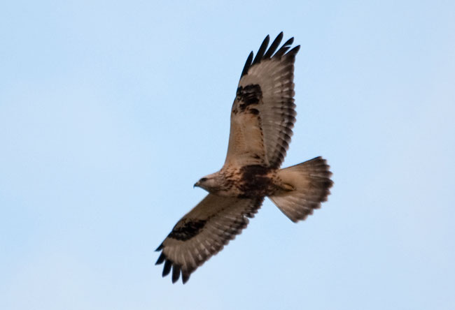 Rough-Legged Buzzard by Trevor Lockwood