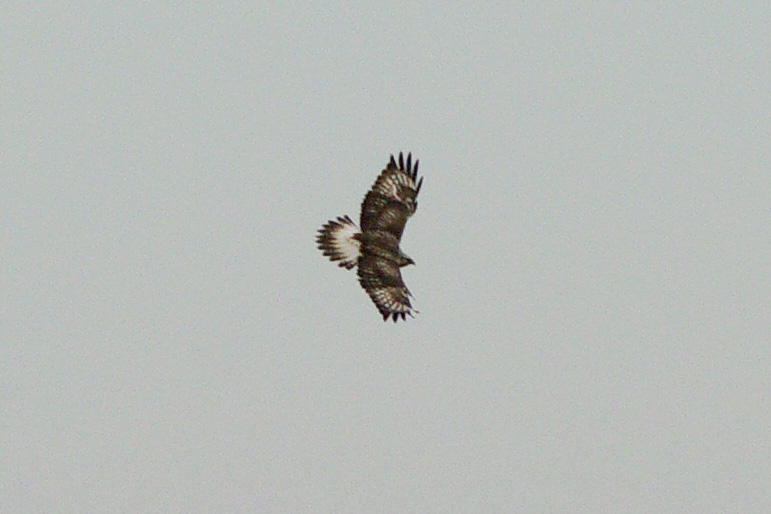 Rough-legged Buzzard by Dave Curtis