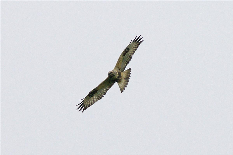 Rough-legged Buzzard by Dave Curtis