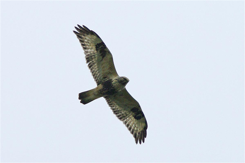 Rough-legged Buzzard by Dave Curtis