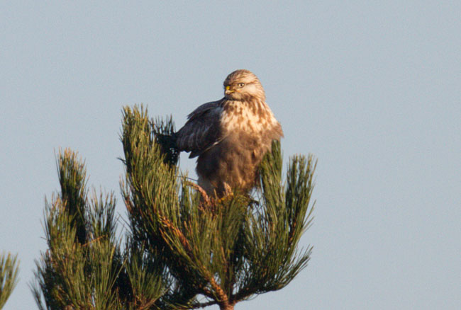 Rough-Leg Buzzard by Steve Gantlett www.birdingworld.co.uk / www.sgbirdandwildlifephotos.co.uk