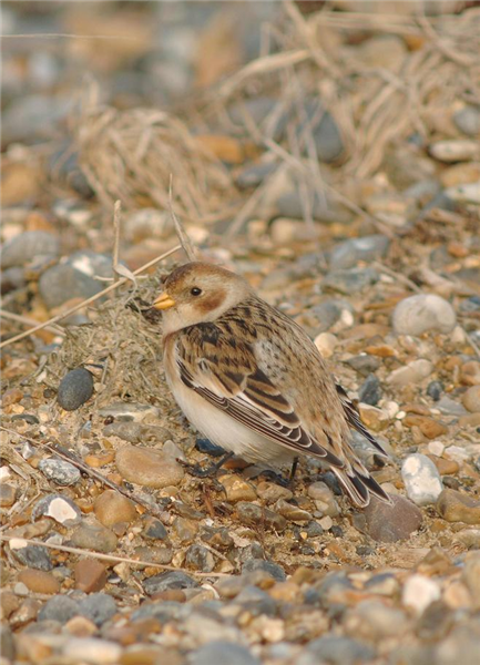 Snow Bunting by Julian Bhalerao
