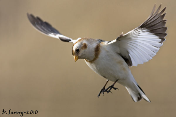 Snow Bunting by David Savory www.fenland-photography.co.uk