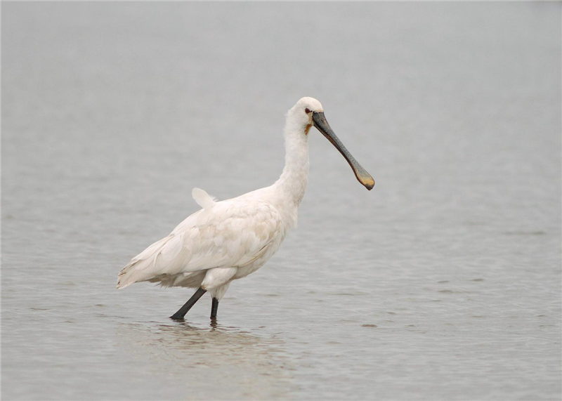 Spoonbill by Julian Bhalerao