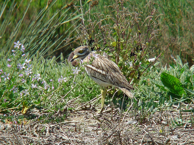 Stone Curlew by Russell Hayes