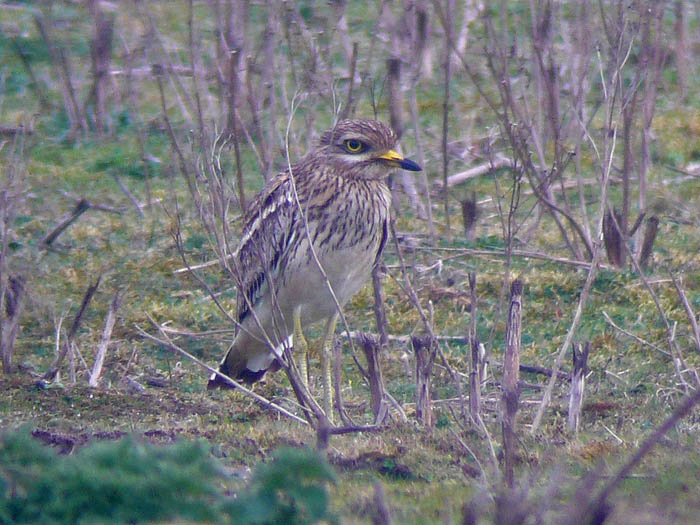 Stone Curlew by Russell Hayes