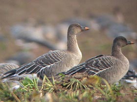 Tundra Bean Goose © Dave Appleton, www.gobirding.eu