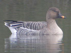 Tundra Bean Goose © Dave Appleton, www.gobirding.eu