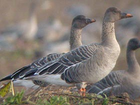 Tundra Bean Goose © Dave Appleton, www.gobirding.eu