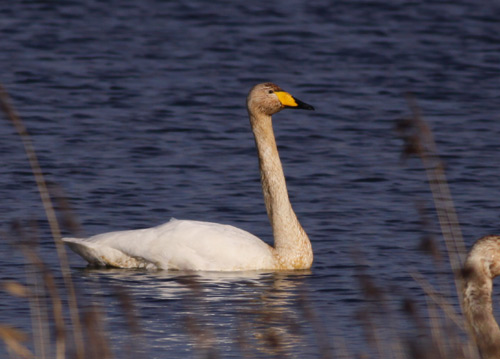 Whooper Swan by Will Soar