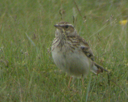 Woodlark by Will Soar